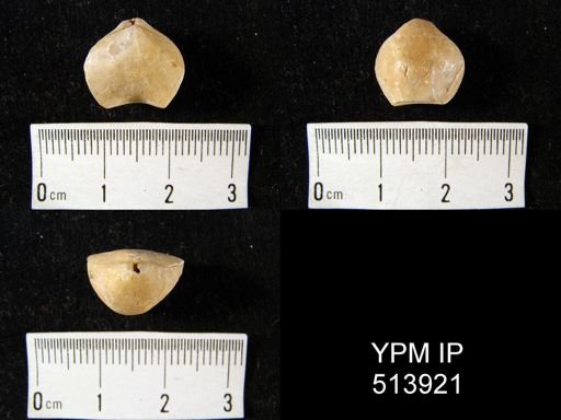 Camarophoria antisella