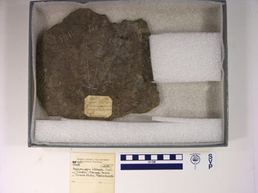 Anchisauripus hitchcocki