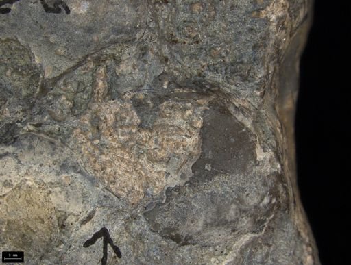Aplocoma damesii