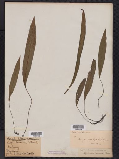 Athyrium