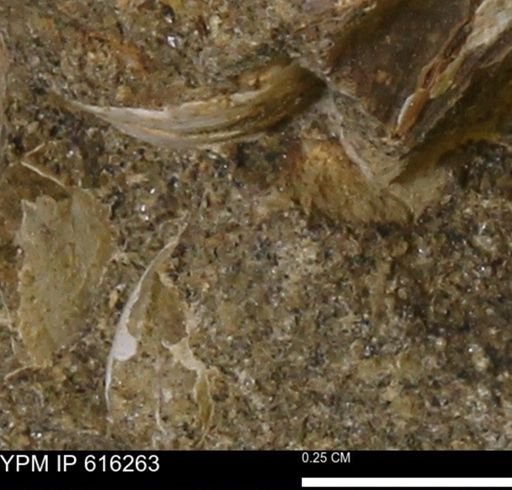 Protocardia subquadrata