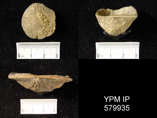 Stropheodonta inflexa