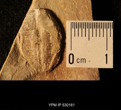 Elrathia kingi