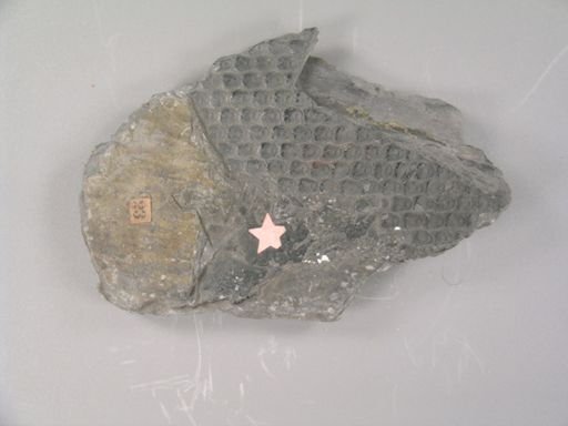 Sigillaria dentata