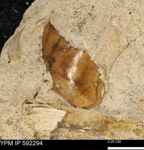 undet. Mollusca