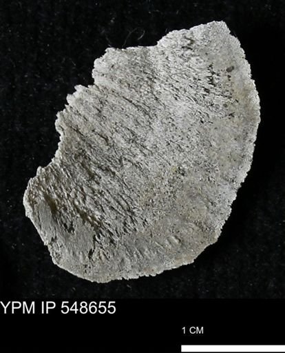 Strophodonta?
