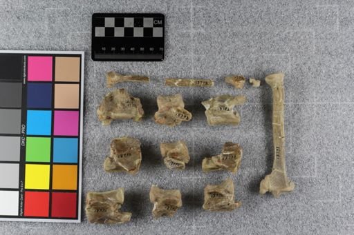 Daphoenus vetus