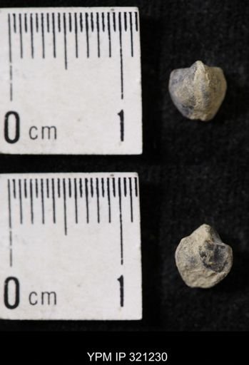 Ambocoelia sp.
