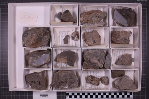mixed taxa, stratigraphic collection