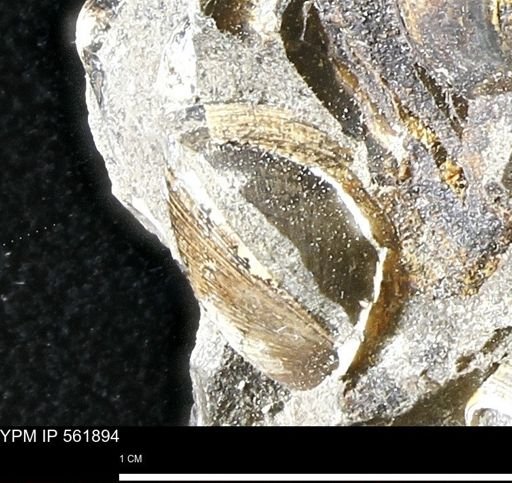 Limopsis sp.