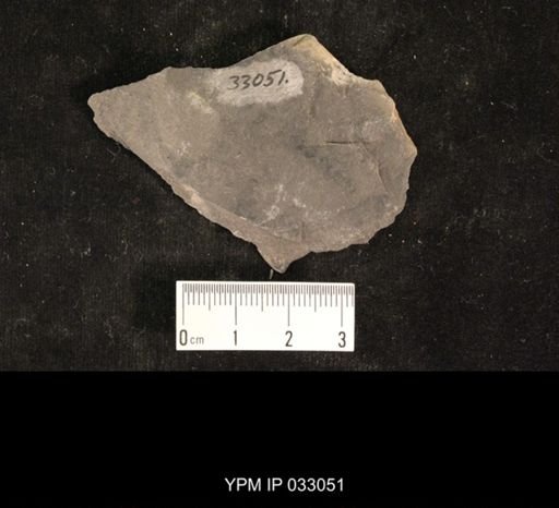Mormolucoides articulatus