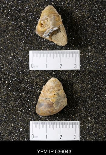 Tulotoma thompsoni