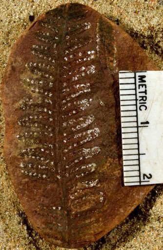 Pecopteris