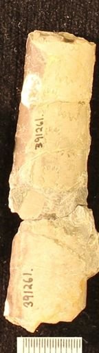 Baculites