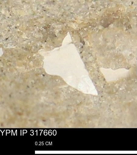 undet. Mollusca