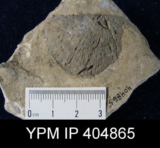 undet. Strophomenida