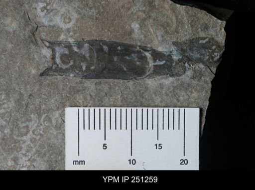 undet. Eurypterida