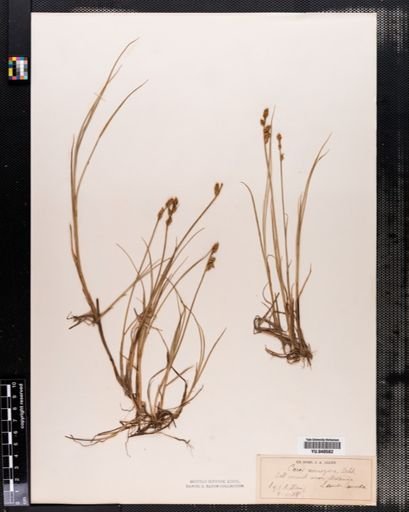 Carex mackenziei