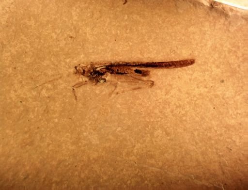 Caelifera?