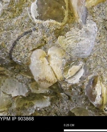 Corbulamella sp.