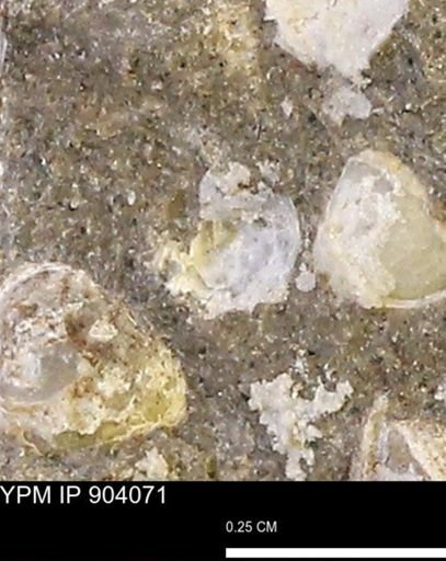 undet. Bivalvia