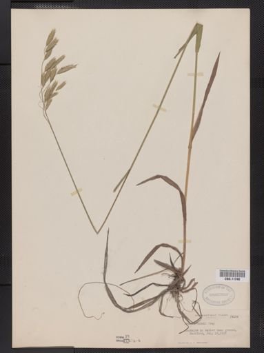 Bromus kalmii