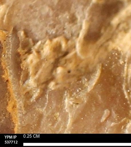 undet. Serpulidae