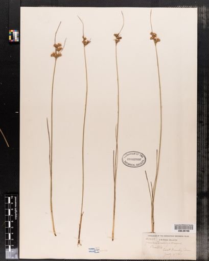 Juncus dudleyi