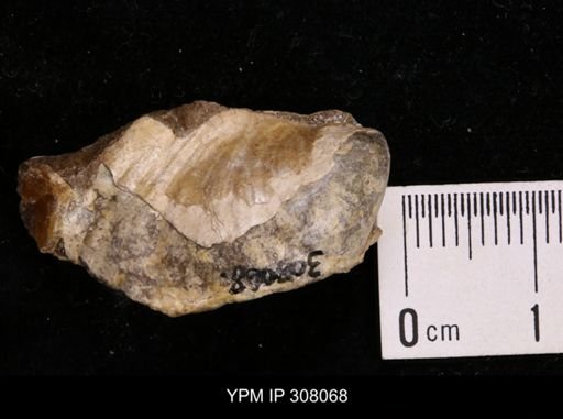 Inoceramus sp.