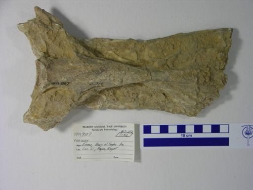 undet. Gnathostomata