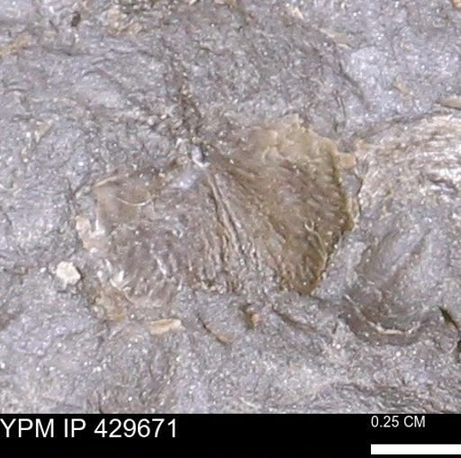 Devonochonetes