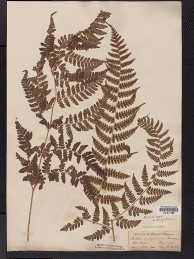 Plantae