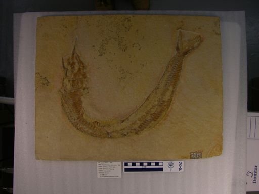 Aspidorhynchus acutirostris