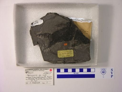 Semionotidae