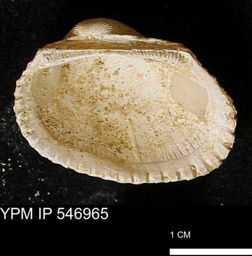 Scapharca transversa
