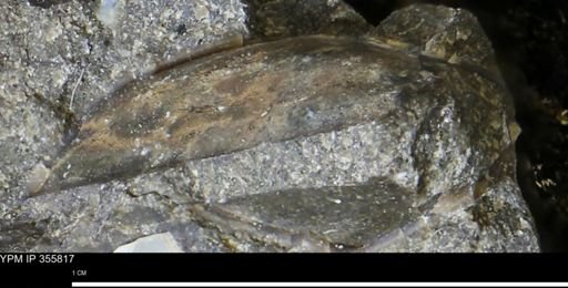 undet. Mollusca