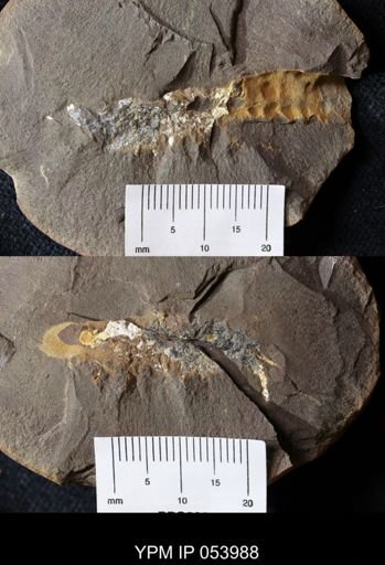 Acanthotelson stimpsoni