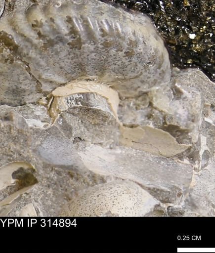 undet. Mollusca