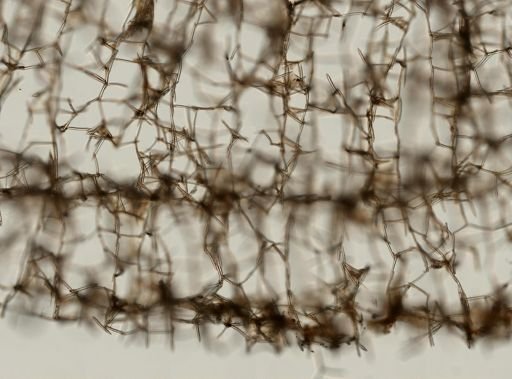 Isodictya