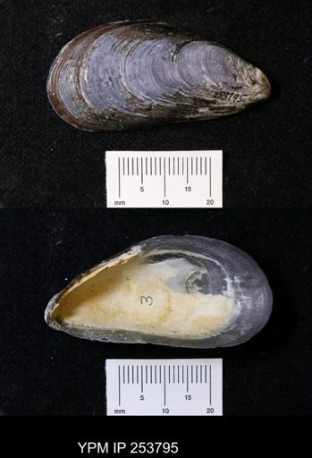 Mytilus edulis