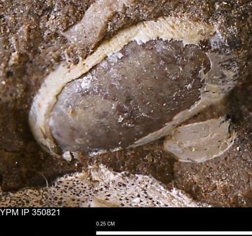Oligoptycha?