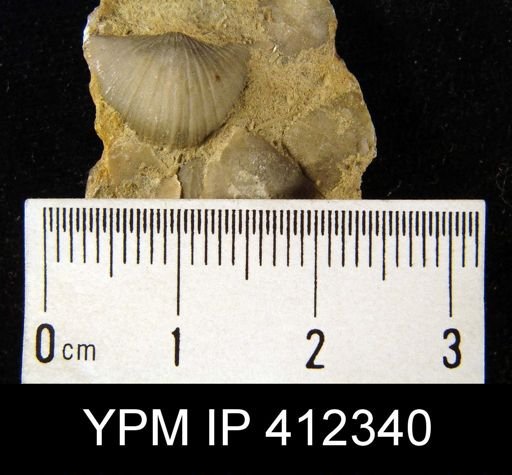 Strophonella sp.
