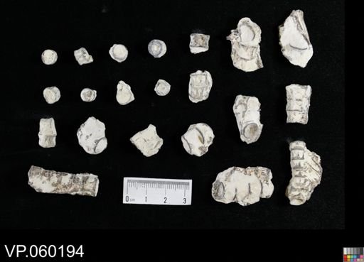 undet. Actinopterygii