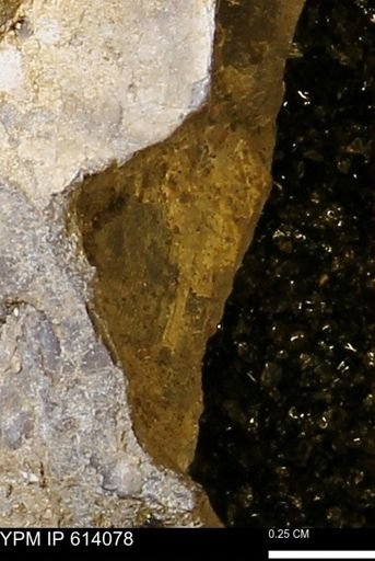 undet. Mollusca