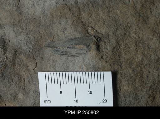 undet. Arthropoda