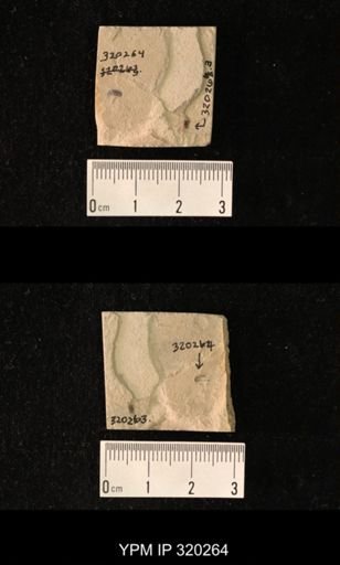 undet. Coleoptera