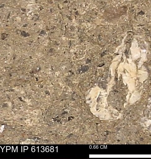 Scaphites sp.