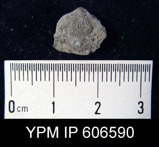 Dalmanella meeki