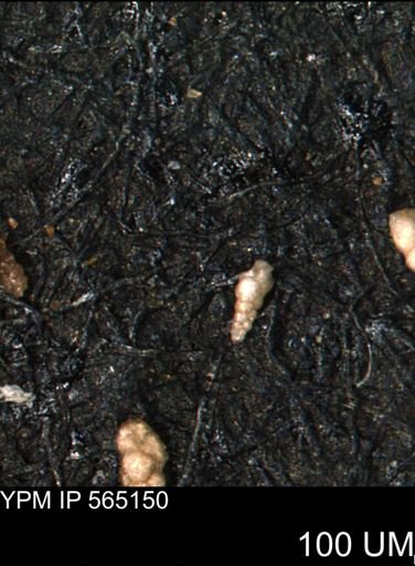 Verneuilinoides kansasensis