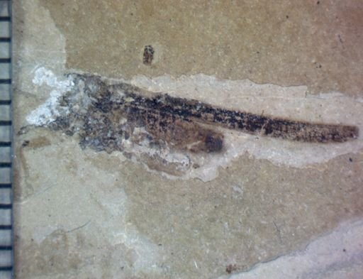 undet. Orthoptera